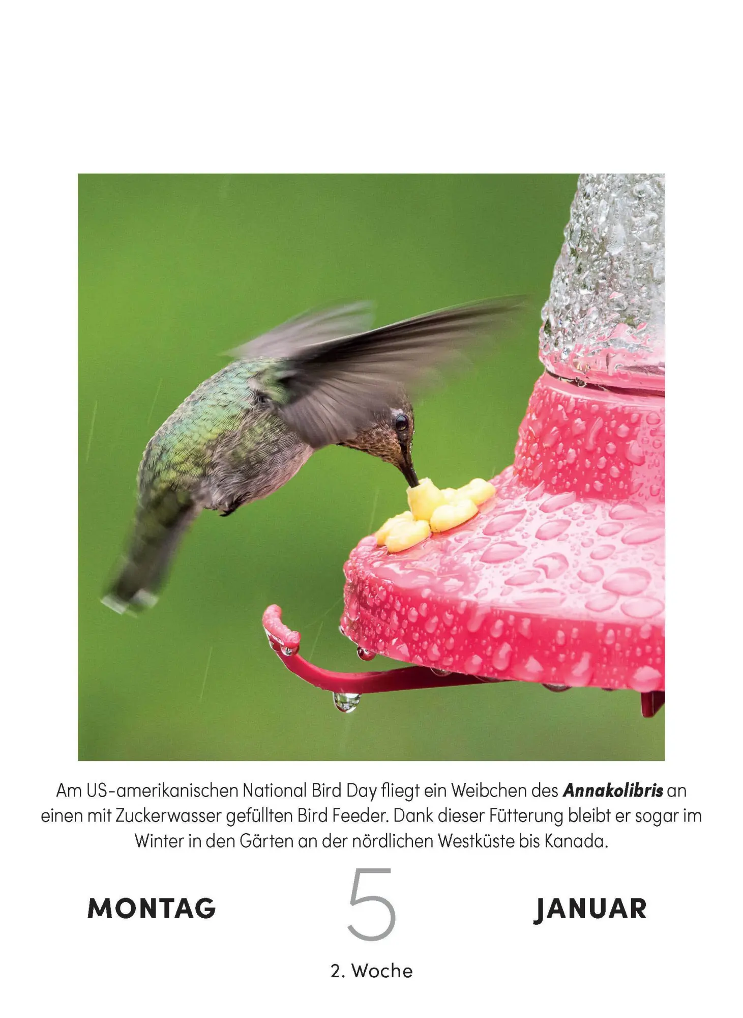 Bild: 9783517103631 | Vogelkalender 2026 - Tagesabreißkalender zum Aufstellen oder Aufhängen