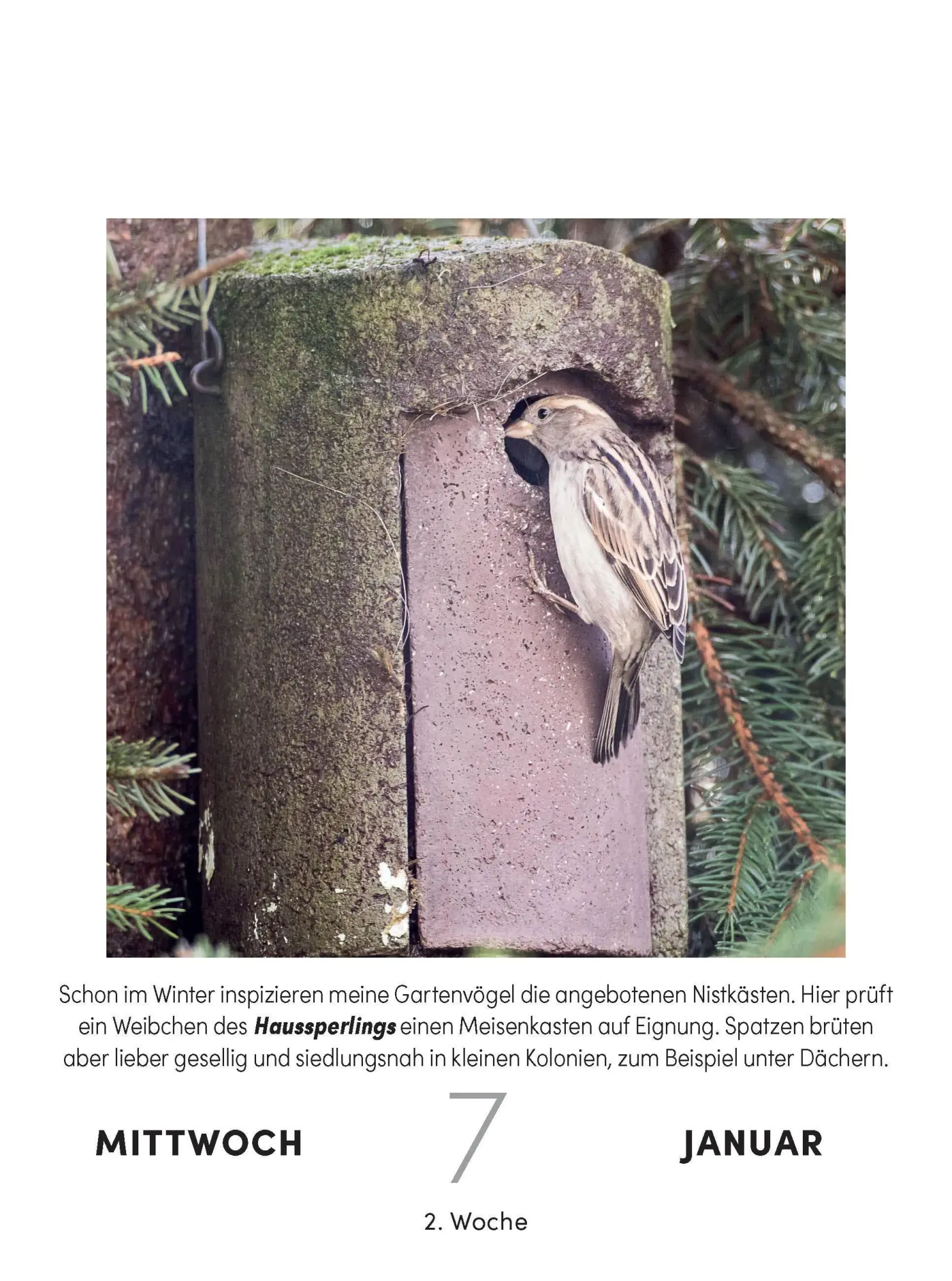 Bild: 9783517103631 | Vogelkalender 2026 - Tagesabreißkalender zum Aufstellen oder Aufhängen