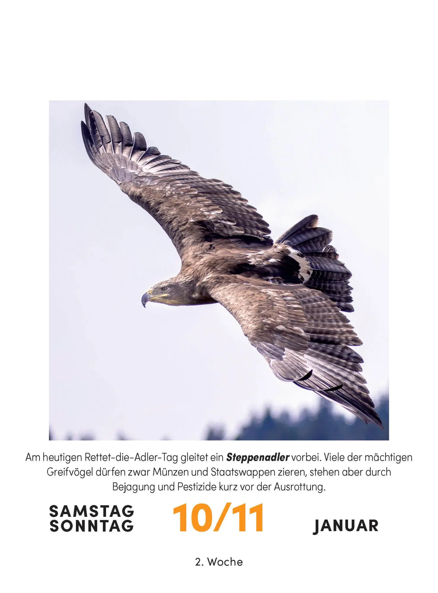 Bild: 9783517103631 | Vogelkalender 2026 - Tagesabreißkalender zum Aufstellen oder Aufhängen