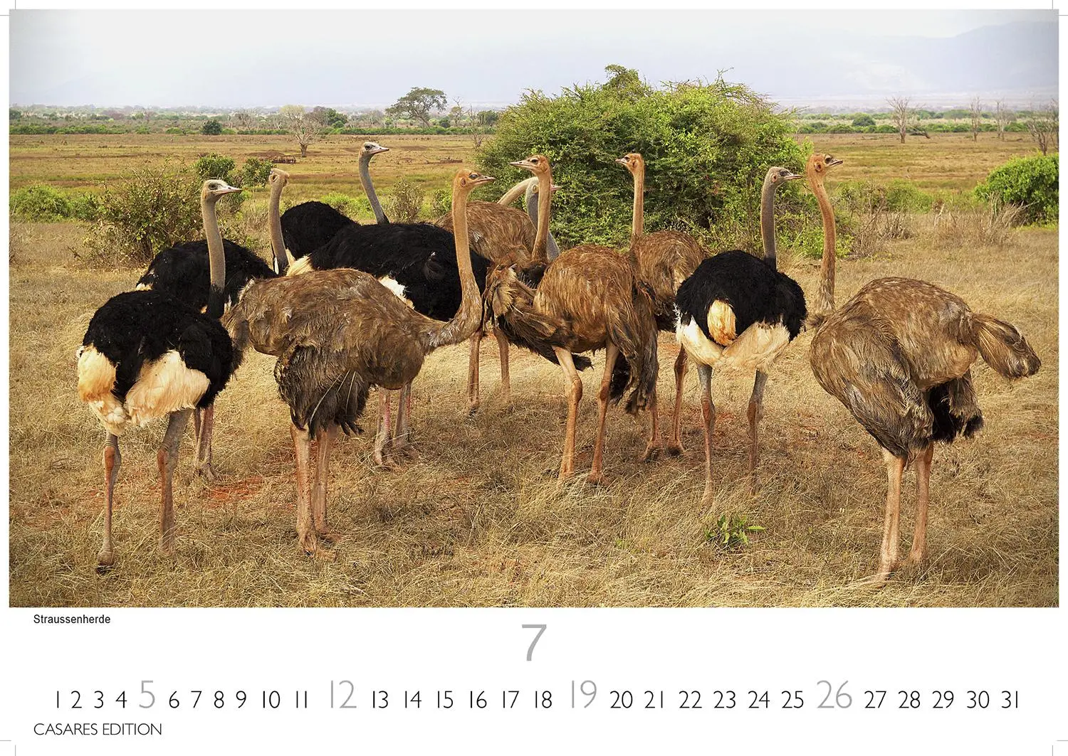Bild: 9781835243831 | Kenia/Serengeti 2026 S 24x35 cm | Kalender | 14 S. | Deutsch | 2026