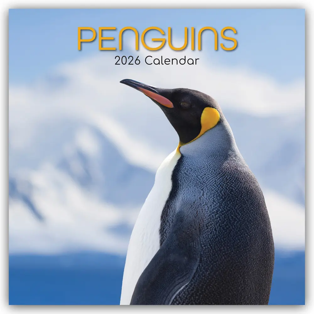 Cover: 9781836223931 | Penguins - Pinguine 2026 - 16-Monatskalender | Ltd | Kalender | 14 S.