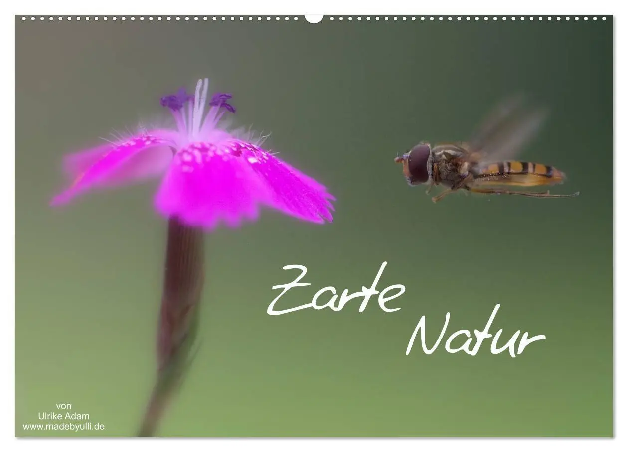 Cover: 9783435693931 | Zarte Natur 2025 (Wandkalender 2025 DIN A2 quer), CALVENDO...