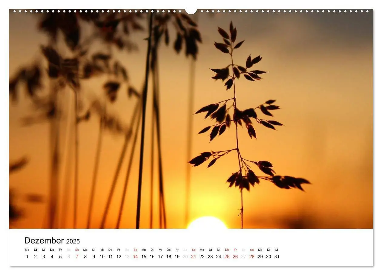 Bild: 9783435693931 | Zarte Natur 2025 (Wandkalender 2025 DIN A2 quer), CALVENDO...