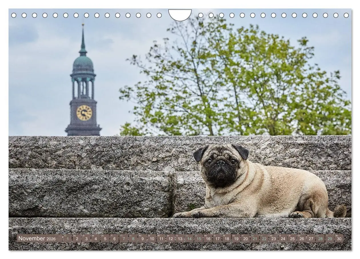 Bild: 9783457853931 | Hamburg - Stadt der Möpse (Wandkalender 2026 DIN A4 quer), CALVENDO...