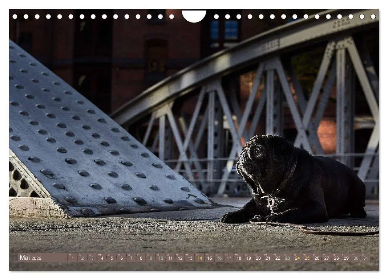 Bild: 9783457853931 | Hamburg - Stadt der Möpse (Wandkalender 2026 DIN A4 quer), CALVENDO...