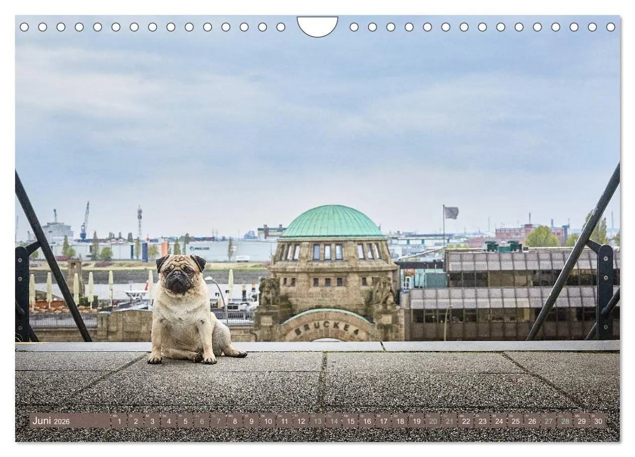 Bild: 9783457853931 | Hamburg - Stadt der Möpse (Wandkalender 2026 DIN A4 quer), CALVENDO...