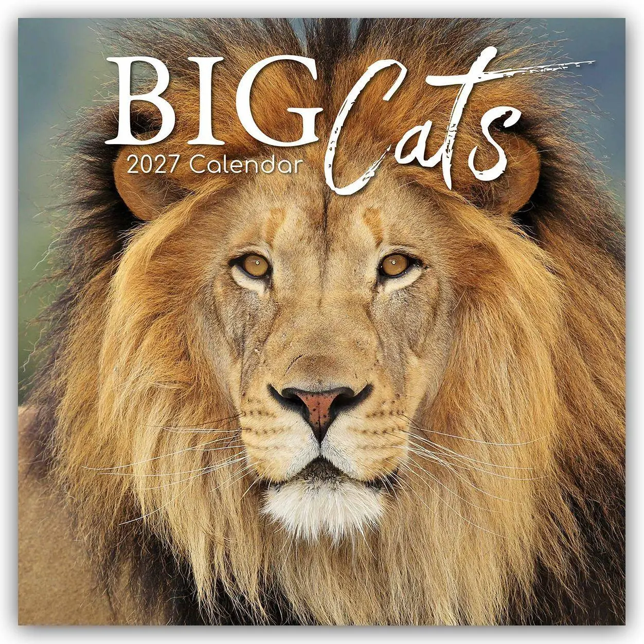 Cover: 9781805974031 | Big Cats - Raubkatzen - Löwen Tiger Geparden Leoparden 2027 -...