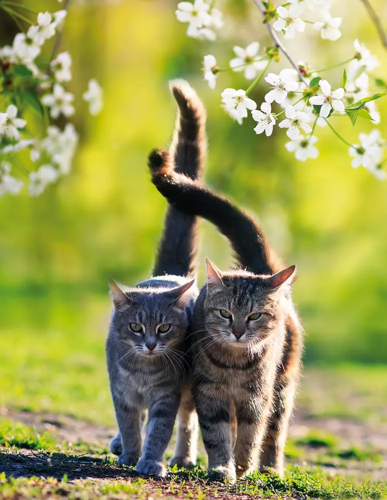 Cover: 9783965544031 | Cats | Blankbook | Buch | 144 S. | Deutsch | 2021 | Tushita PaperArt