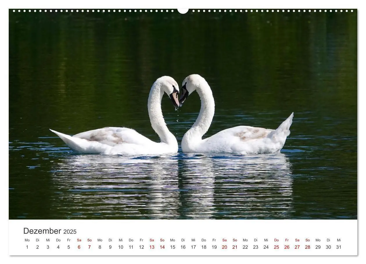 Bild: 9783383934131 | Schwäne - Prachtvolle Federkleider. (Wandkalender 2025 DIN A2...