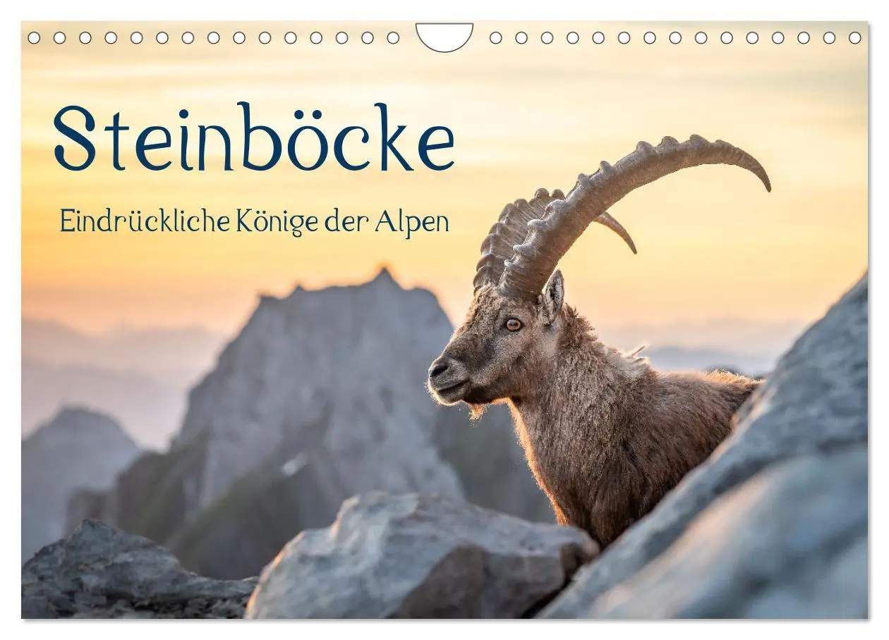 Cover: 9783457284131 | Steinböcke - Eindrückliche Könige der Alpen (Wandkalender 2026 DIN...