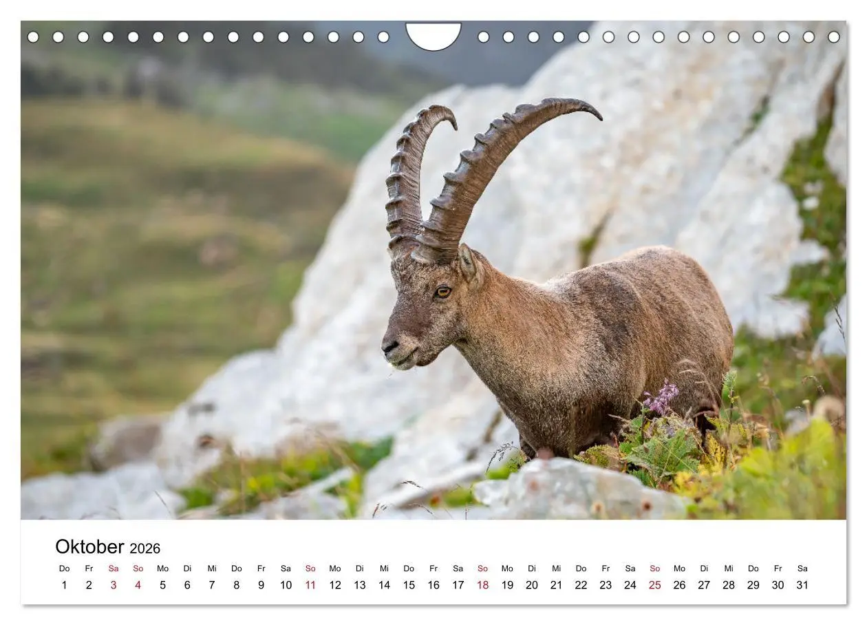 Bild: 9783457284131 | Steinböcke - Eindrückliche Könige der Alpen (Wandkalender 2026 DIN...