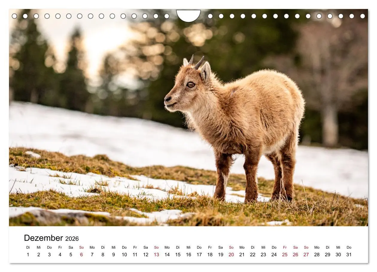 Bild: 9783457284131 | Steinböcke - Eindrückliche Könige der Alpen (Wandkalender 2026 DIN...