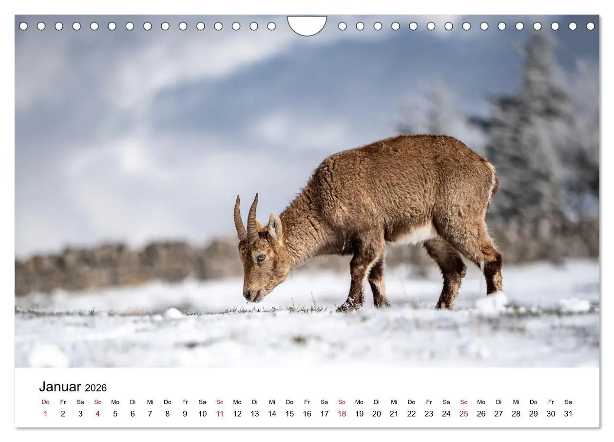Bild: 9783457284131 | Steinböcke - Eindrückliche Könige der Alpen (Wandkalender 2026 DIN...