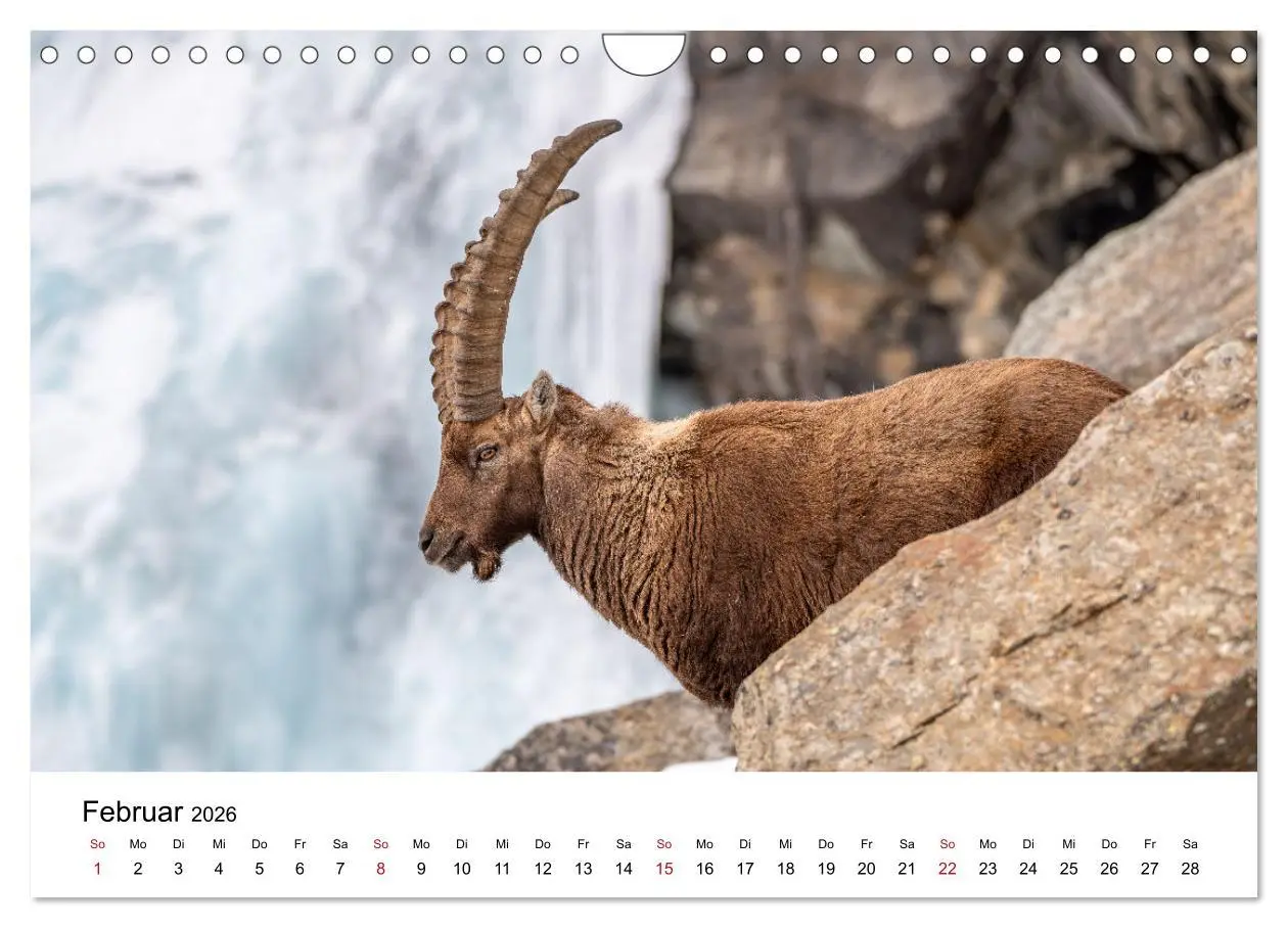 Bild: 9783457284131 | Steinböcke - Eindrückliche Könige der Alpen (Wandkalender 2026 DIN...