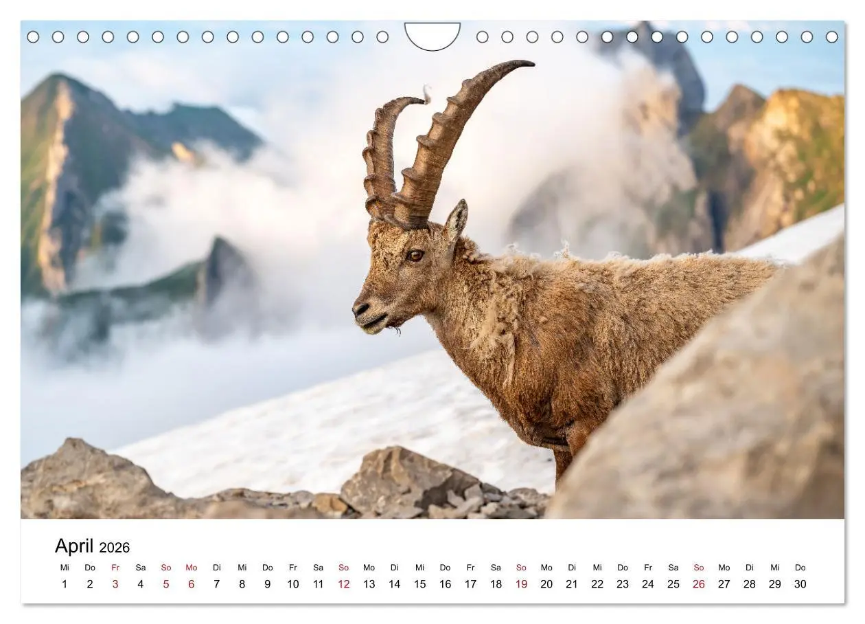Bild: 9783457284131 | Steinböcke - Eindrückliche Könige der Alpen (Wandkalender 2026 DIN...