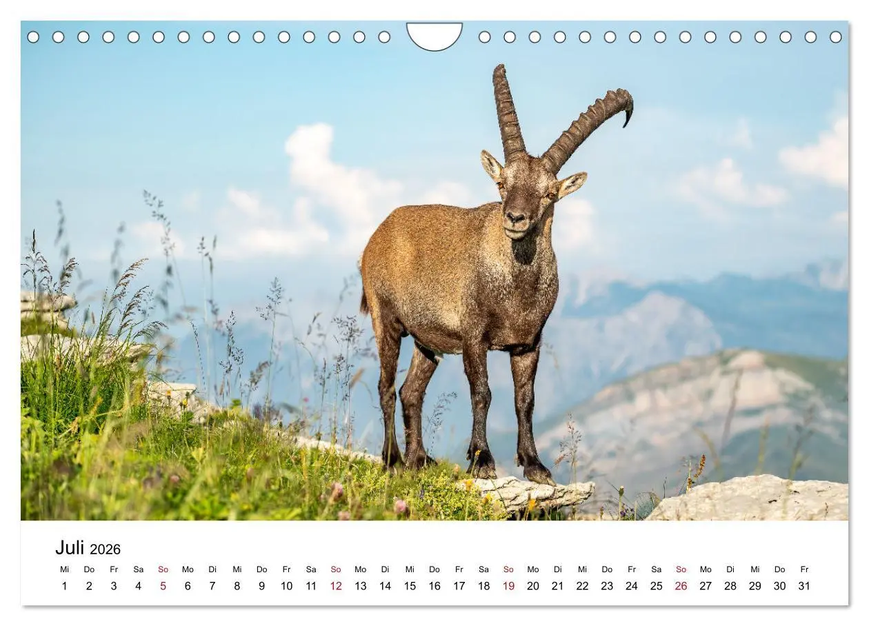 Bild: 9783457284131 | Steinböcke - Eindrückliche Könige der Alpen (Wandkalender 2026 DIN...