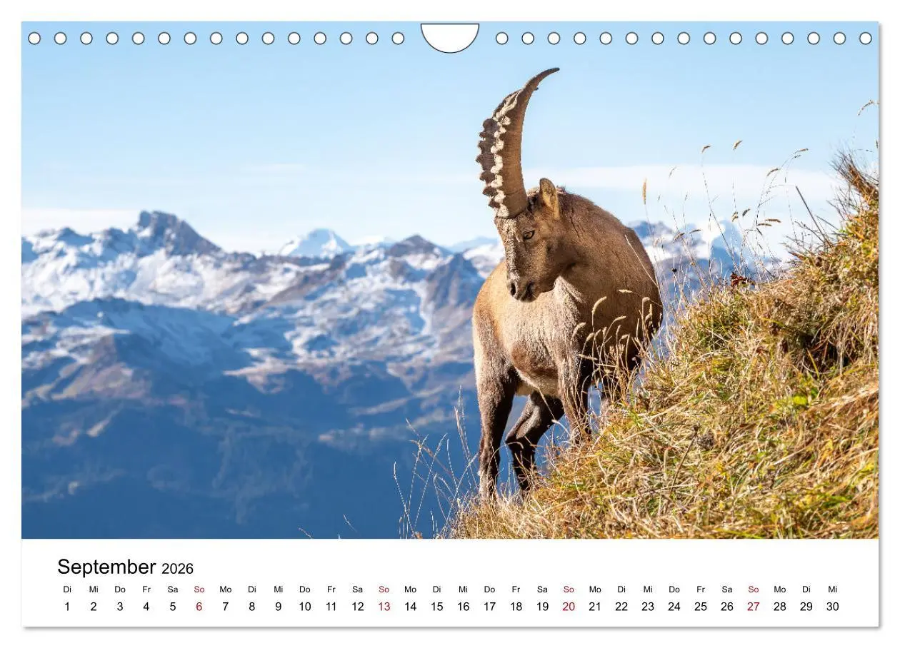 Bild: 9783457284131 | Steinböcke - Eindrückliche Könige der Alpen (Wandkalender 2026 DIN...