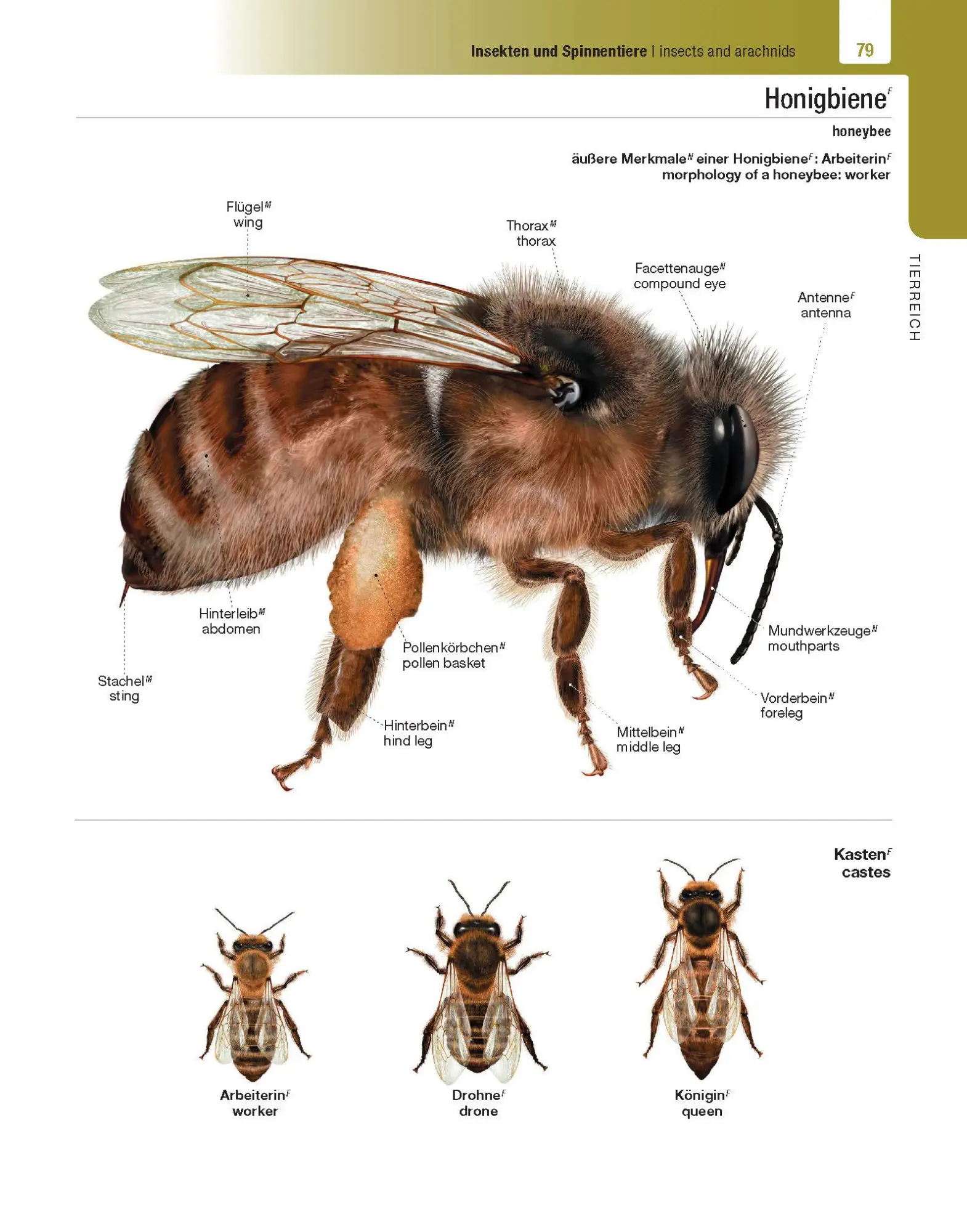 Bild: 9783125144231 | Langenscheidt Illustriertes Wörterbuch Englisch | Buch | 624 S. | 2021