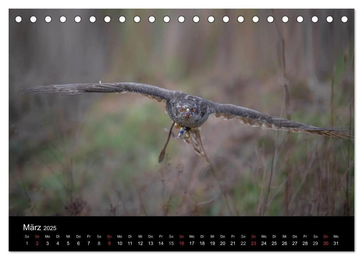 Bild: 9783435634231 | Falknerei Der Habicht (Tischkalender 2025 DIN A5 quer), CALVENDO...