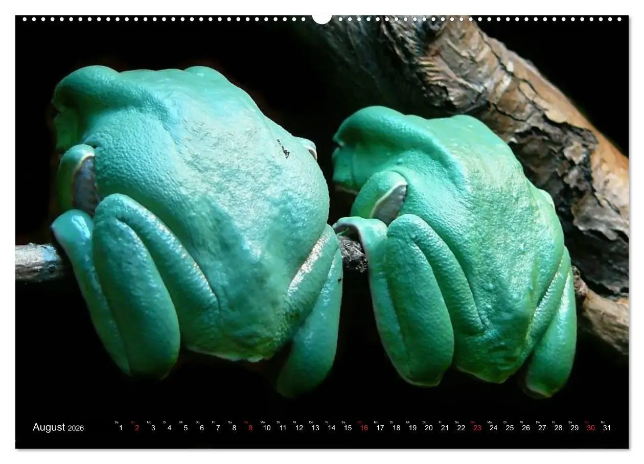 Bild: 9783516054231 | Frösche. Quakend durchs Leben (hochwertiger Premium Wandkalender...