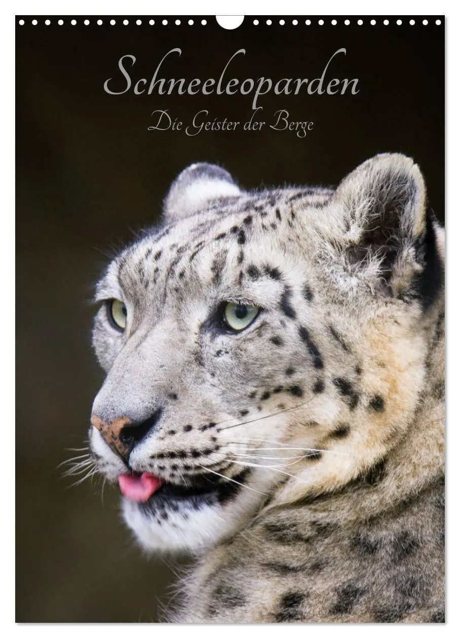 Cover: 9783516424331 | Schneeleoparden - Die Geister der Berge (Wandkalender 2026 DIN A3...