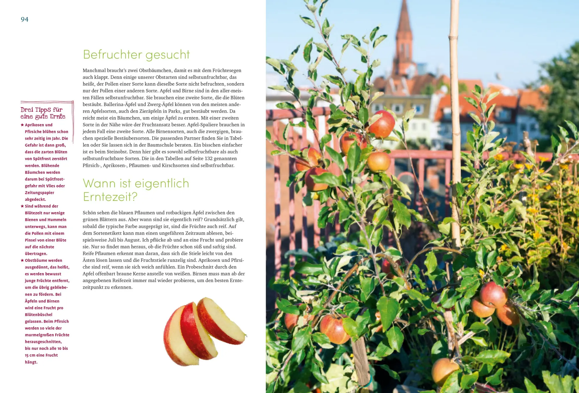 Bild: 9783818614331 | Mein wundervoller Naschbalkon | Natalie Faßmann | Taschenbuch | 144 S.