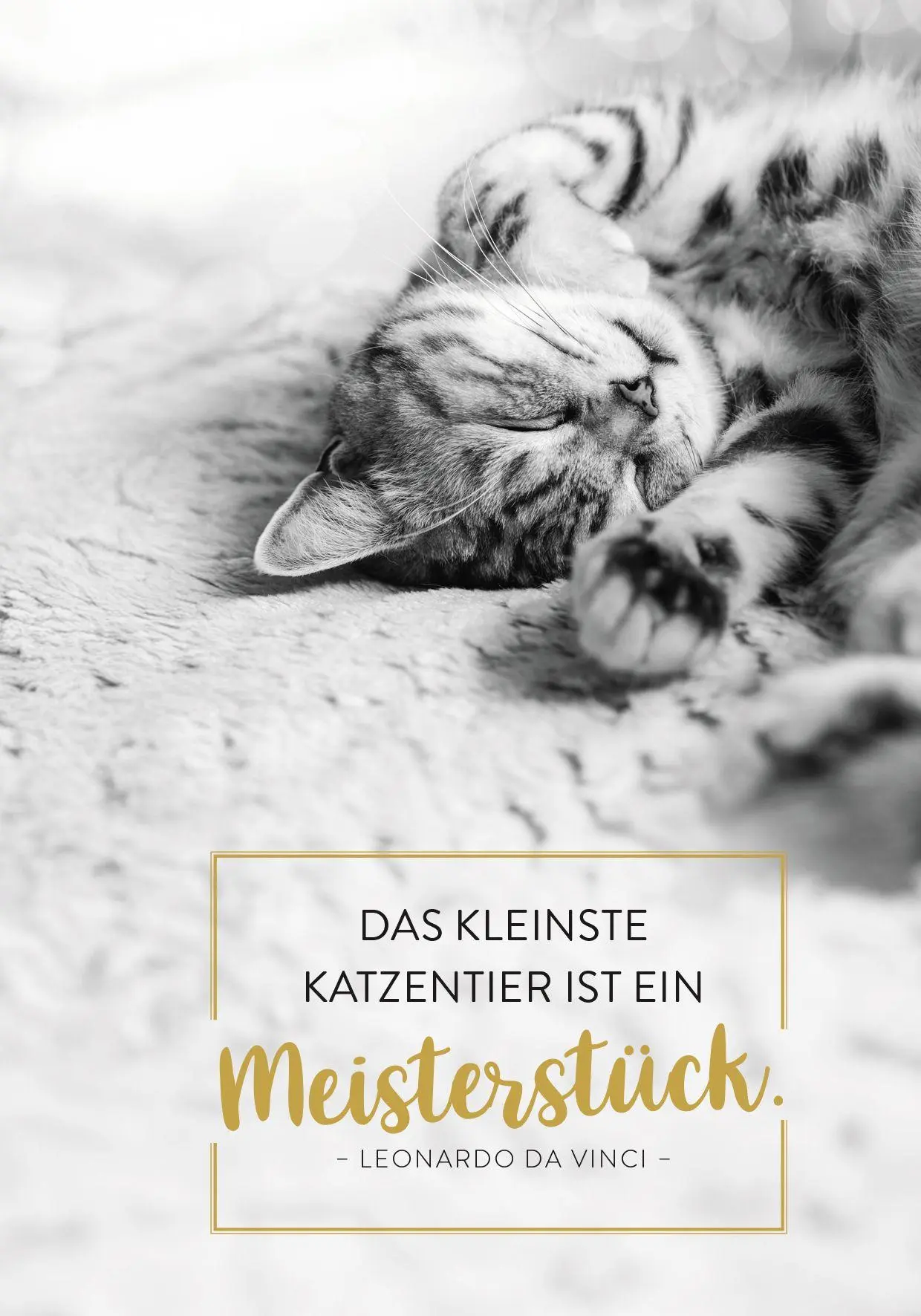 Bild: 4036442014431 | Buchkalender 2027: Für Katzenfreunde | Groh Verlag | Kalender | 144 S.