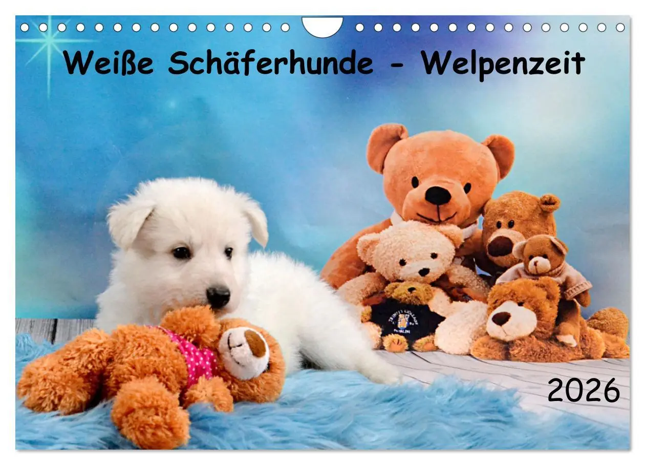 Cover: 9783457624531 | Weiße Schäferhunde - Welpenzeit (Wandkalender 2026 DIN A4 quer),...
