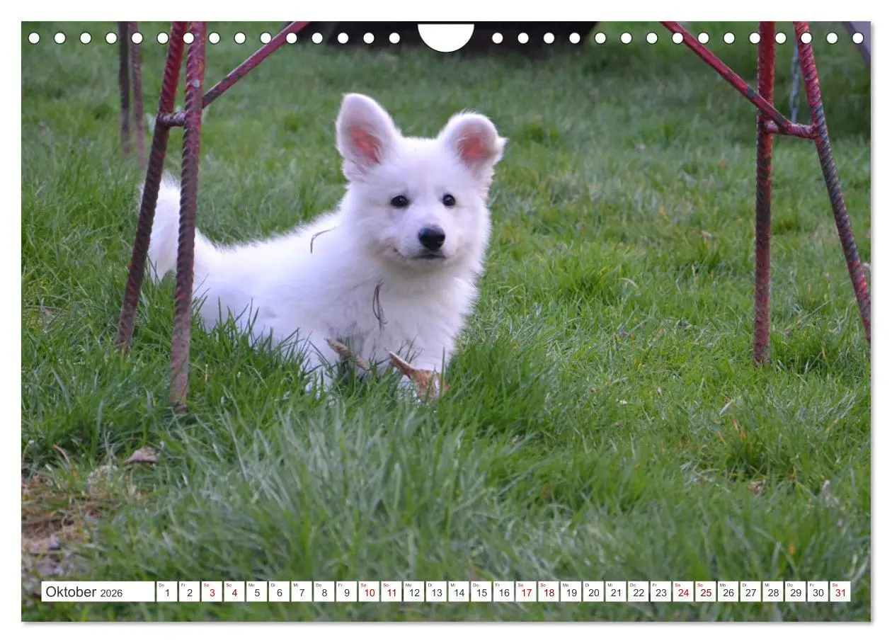 Bild: 9783457624531 | Weiße Schäferhunde - Welpenzeit (Wandkalender 2026 DIN A4 quer),...