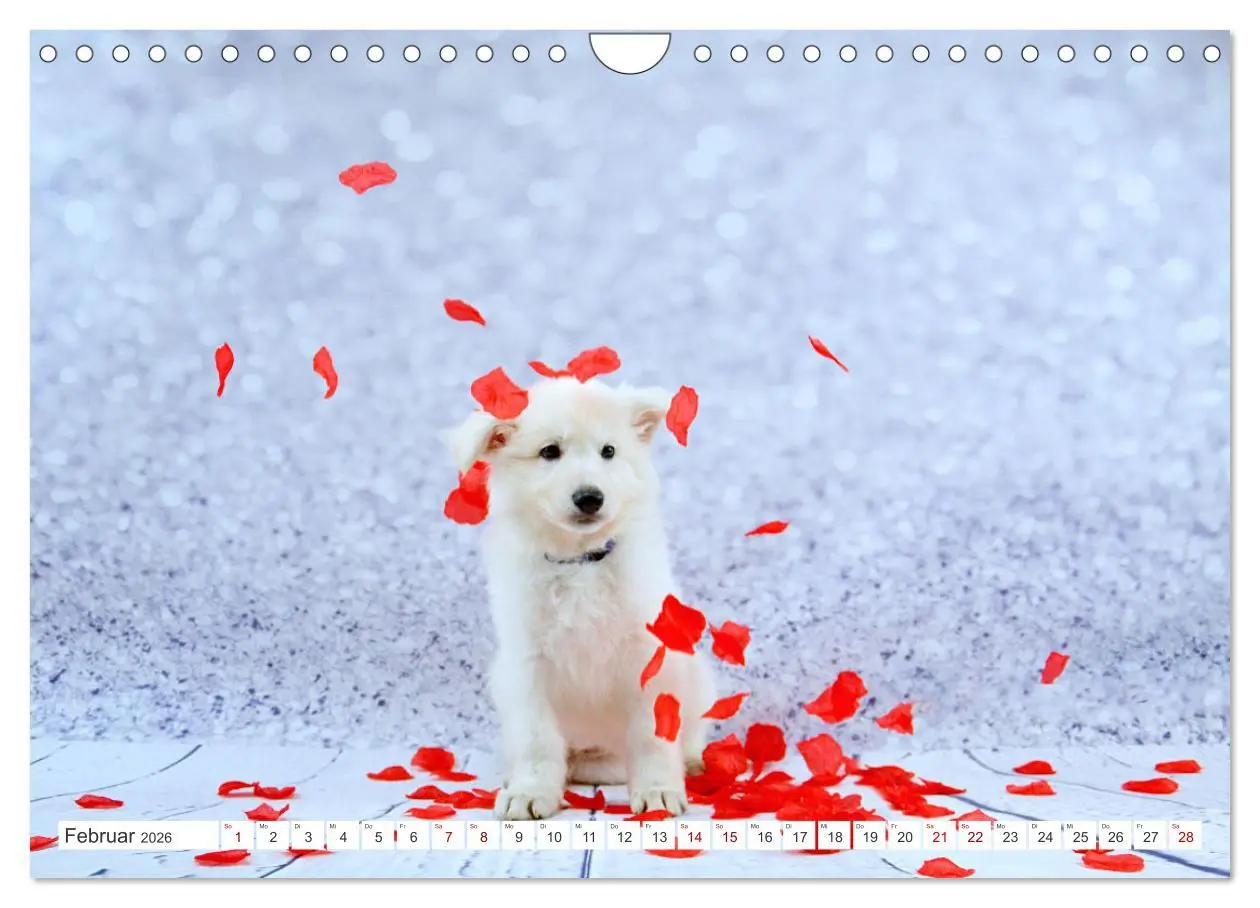 Bild: 9783457624531 | Weiße Schäferhunde - Welpenzeit (Wandkalender 2026 DIN A4 quer),...