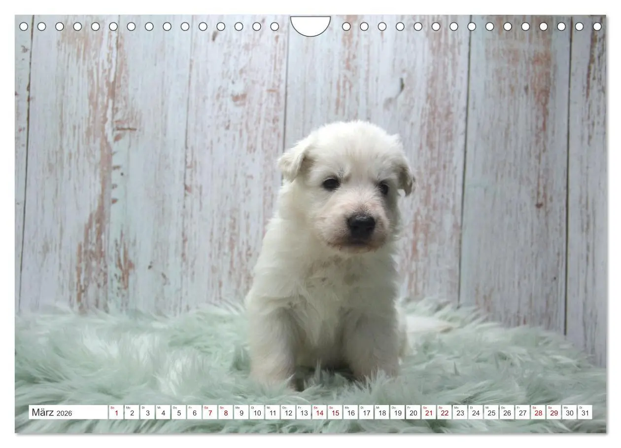 Bild: 9783457624531 | Weiße Schäferhunde - Welpenzeit (Wandkalender 2026 DIN A4 quer),...