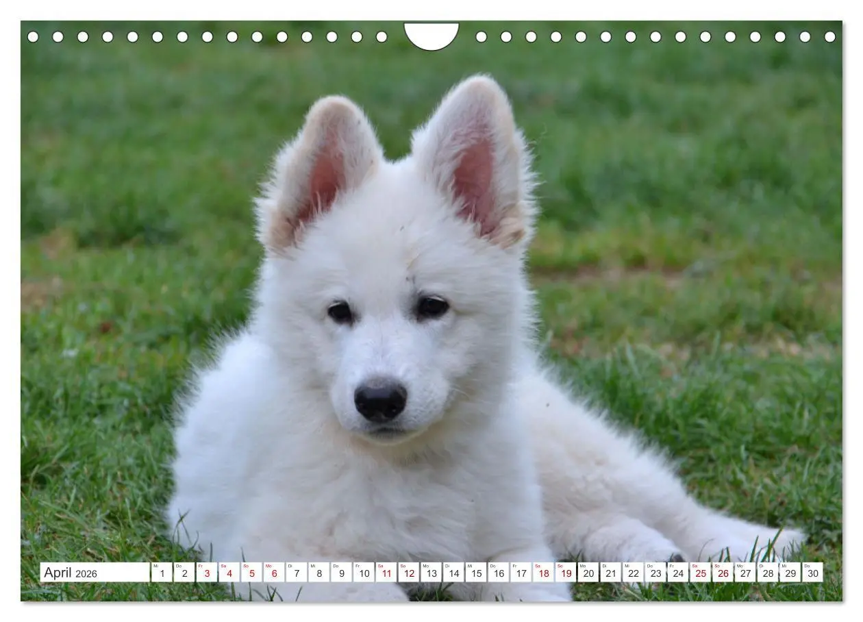 Bild: 9783457624531 | Weiße Schäferhunde - Welpenzeit (Wandkalender 2026 DIN A4 quer),...