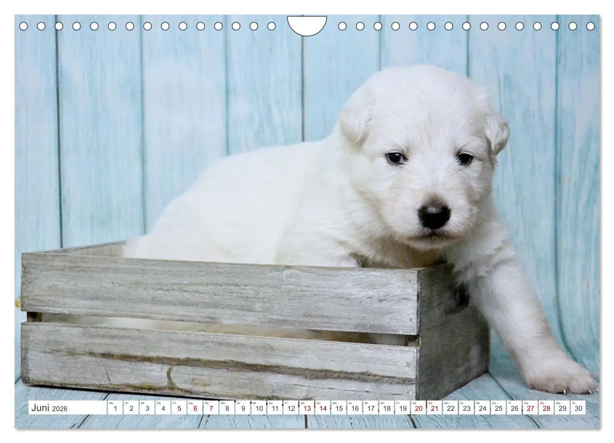 Bild: 9783457624531 | Weiße Schäferhunde - Welpenzeit (Wandkalender 2026 DIN A4 quer),...