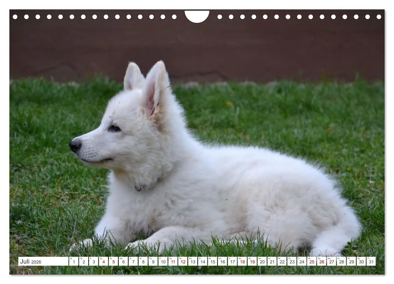 Bild: 9783457624531 | Weiße Schäferhunde - Welpenzeit (Wandkalender 2026 DIN A4 quer),...