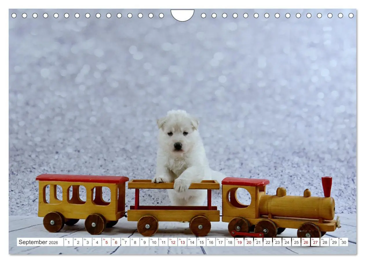 Bild: 9783457624531 | Weiße Schäferhunde - Welpenzeit (Wandkalender 2026 DIN A4 quer),...
