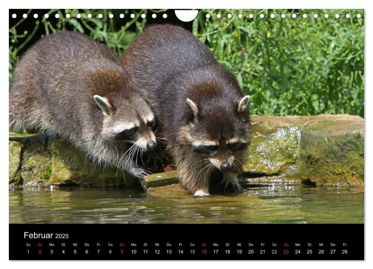Bild: 9783435834631 | Waschbären (Wandkalender 2025 DIN A4 quer), CALVENDO Monatskalender