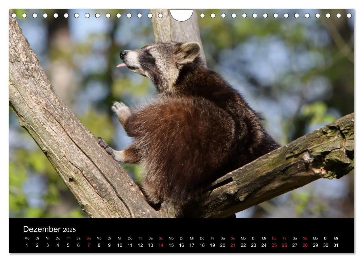 Bild: 9783435834631 | Waschbären (Wandkalender 2025 DIN A4 quer), CALVENDO Monatskalender