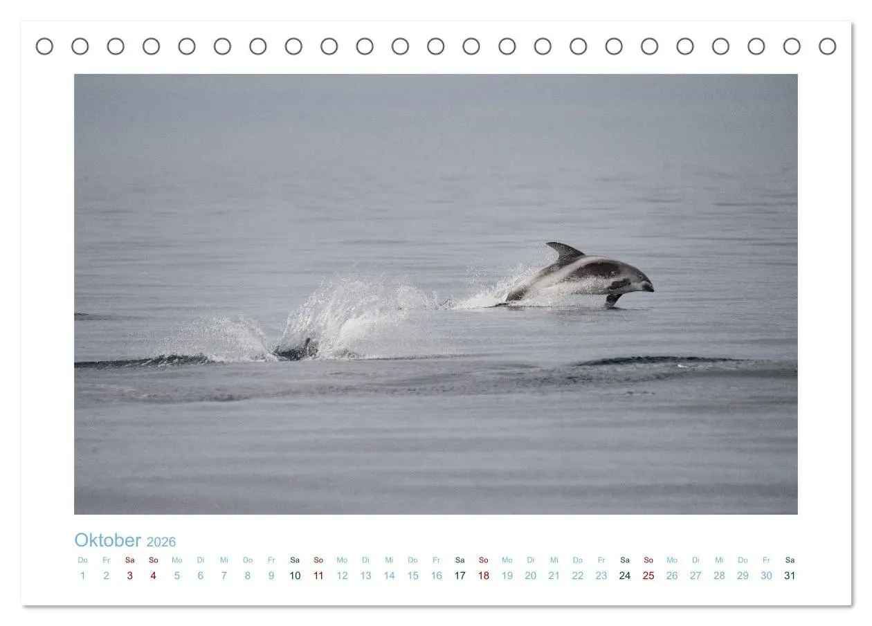 Bild: 9783457614631 | Die Wale von Andenes (Tischkalender 2026 DIN A5 quer), CALVENDO...