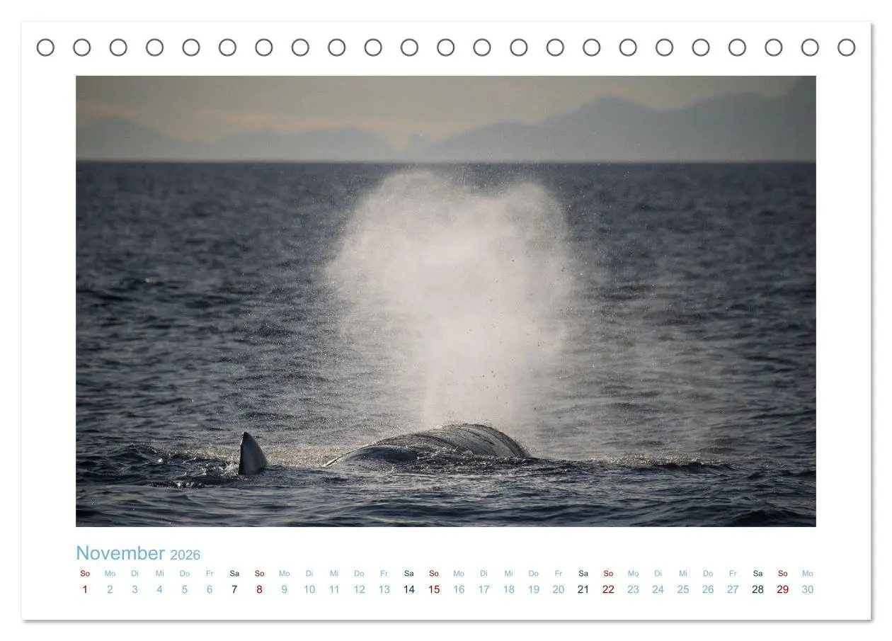 Bild: 9783457614631 | Die Wale von Andenes (Tischkalender 2026 DIN A5 quer), CALVENDO...