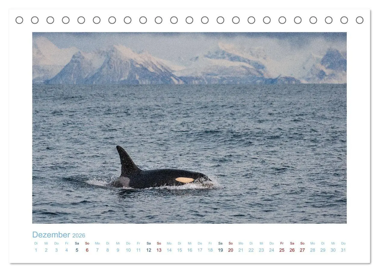 Bild: 9783457614631 | Die Wale von Andenes (Tischkalender 2026 DIN A5 quer), CALVENDO...