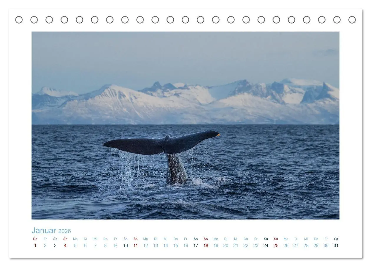 Bild: 9783457614631 | Die Wale von Andenes (Tischkalender 2026 DIN A5 quer), CALVENDO...