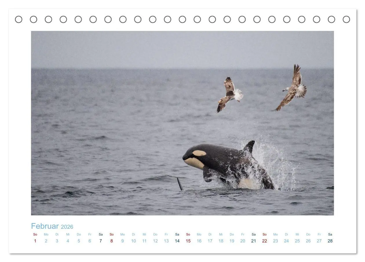 Bild: 9783457614631 | Die Wale von Andenes (Tischkalender 2026 DIN A5 quer), CALVENDO...