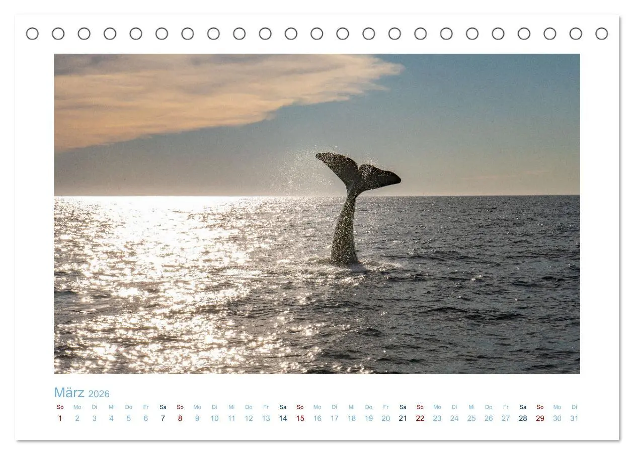 Bild: 9783457614631 | Die Wale von Andenes (Tischkalender 2026 DIN A5 quer), CALVENDO...