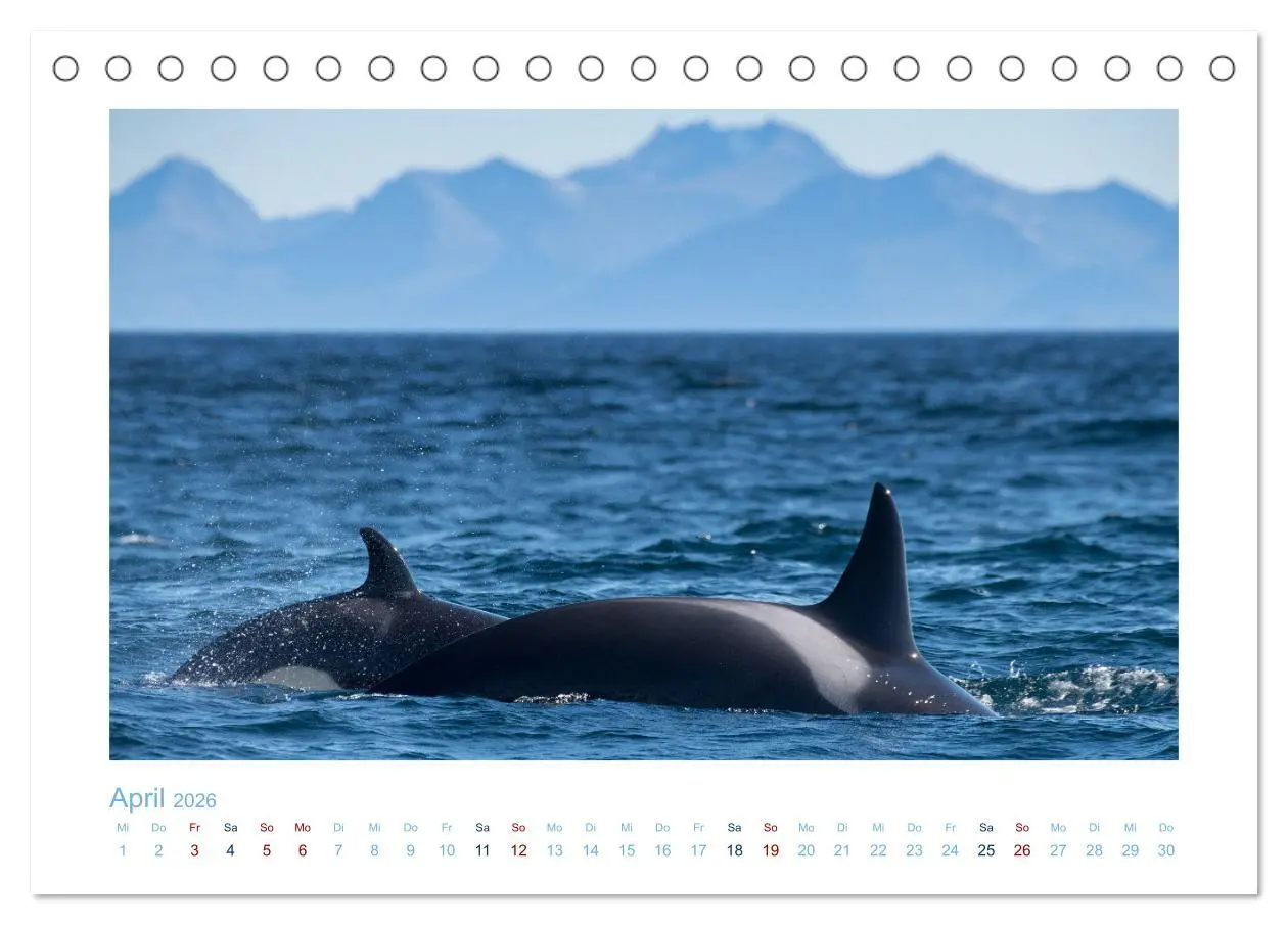 Bild: 9783457614631 | Die Wale von Andenes (Tischkalender 2026 DIN A5 quer), CALVENDO...
