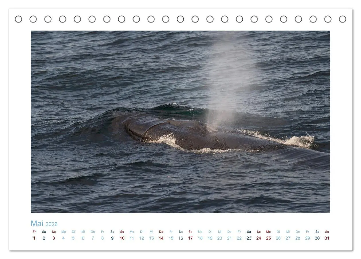 Bild: 9783457614631 | Die Wale von Andenes (Tischkalender 2026 DIN A5 quer), CALVENDO...