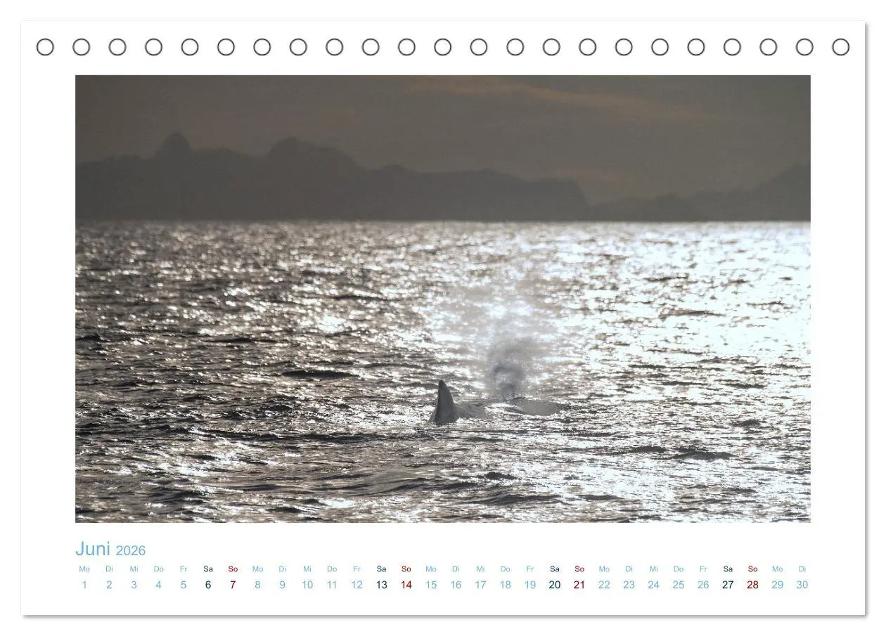 Bild: 9783457614631 | Die Wale von Andenes (Tischkalender 2026 DIN A5 quer), CALVENDO...