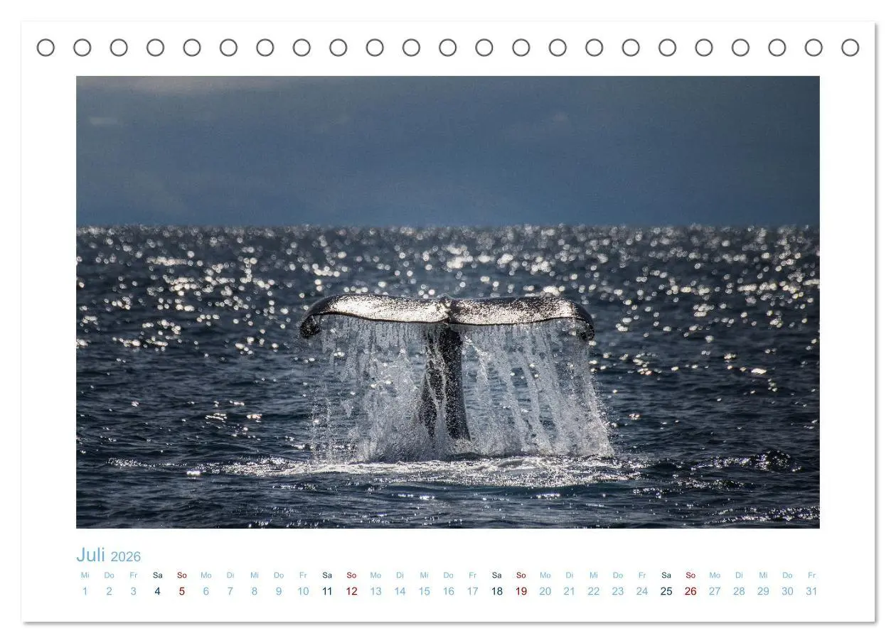 Bild: 9783457614631 | Die Wale von Andenes (Tischkalender 2026 DIN A5 quer), CALVENDO...
