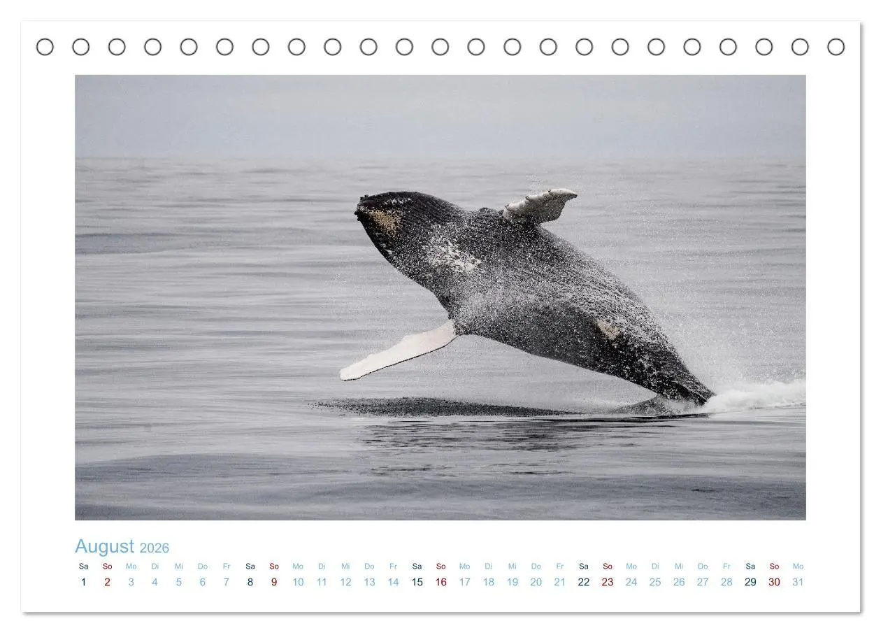Bild: 9783457614631 | Die Wale von Andenes (Tischkalender 2026 DIN A5 quer), CALVENDO...