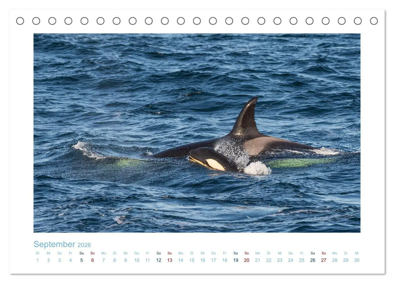 Bild: 9783457614631 | Die Wale von Andenes (Tischkalender 2026 DIN A5 quer), CALVENDO...
