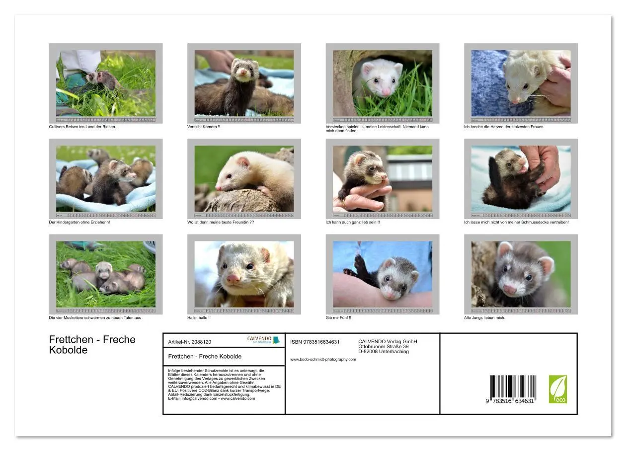 Bild: 9783516634631 | Frettchen - Freche Kobolde (hochwertiger Premium Wandkalender 2026...